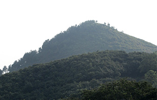 莳植基地