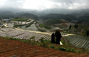 莳植基地